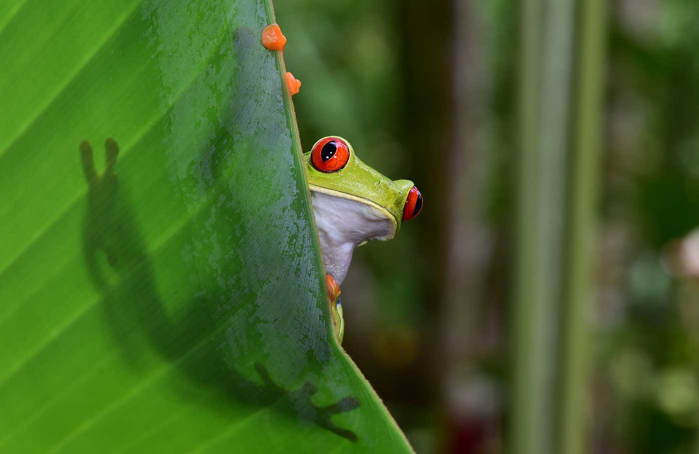 Frog on leaf